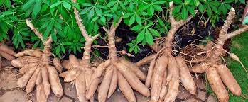 Cassava with leaves